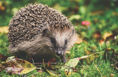 Ein Igel läuft über eine Wiese mit herbstlichen Blättern. Igel gehören zu den nachtaktiven Tieren, die durch Mähroboter gefährdet sein können.