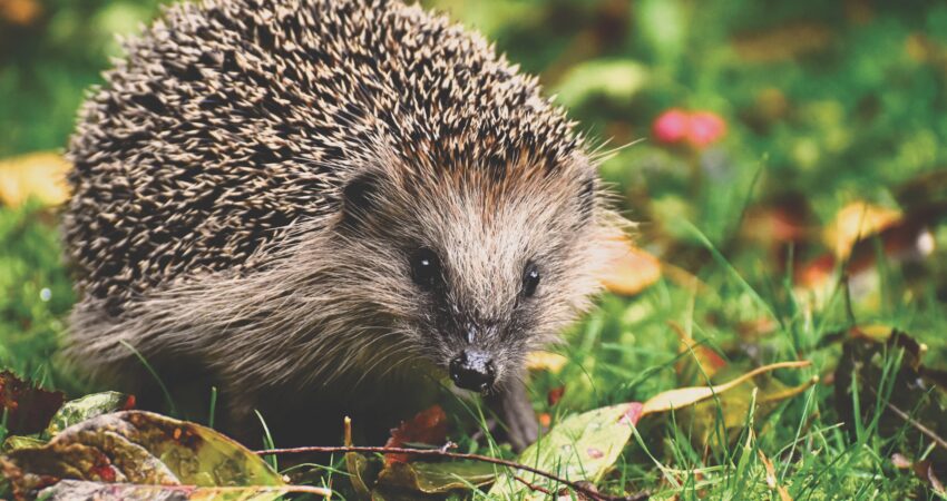 Igel im Garten – Schutz für nachtaktive Tiere in Rodenbach Ein Igel läuft über eine Wiese mit herbstlichen Blättern. Igel gehören zu den nachtaktiven Tieren, die durch Mähroboter gefährdet sein können.