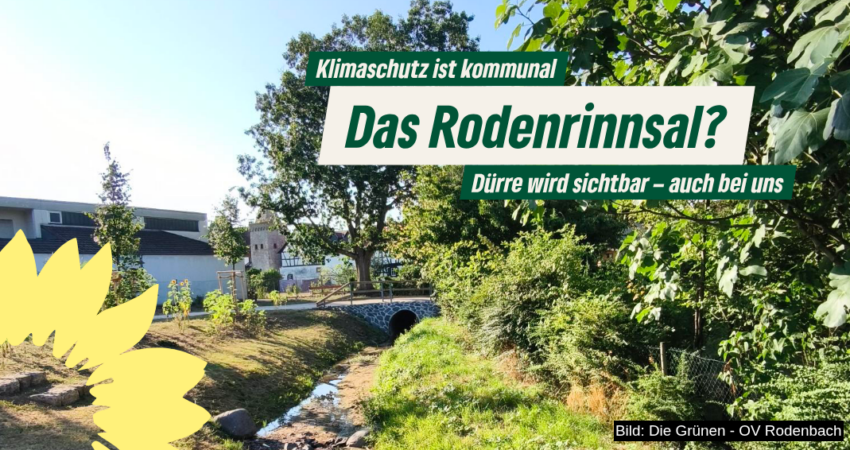 Das Rodenrinnsal? – Dürre wird sichtbar, auch bei uns Rodenbach mit sehr niedrigem Wasserstand nach der Renaturierung. Das Bild zeigt die Auswirkungen der anhaltenden Trockenheit und verweist auf die Bedeutung von Klimaschutz und naturnahen Gewässern.